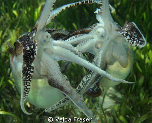 Battled-scared cuttlefish fighting over females.  Beaked ... by Valda Fraser 